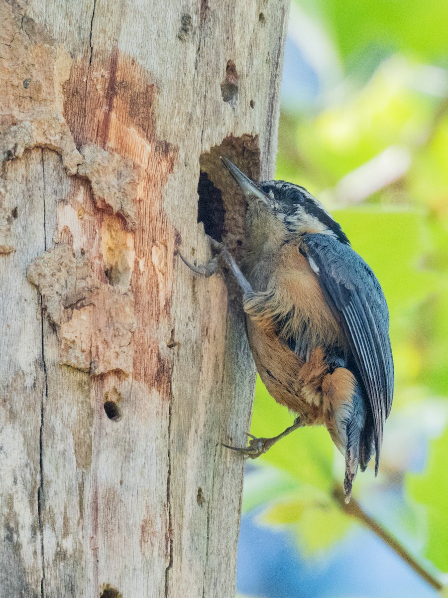 Red-breasted Nuthatch - ML617252934