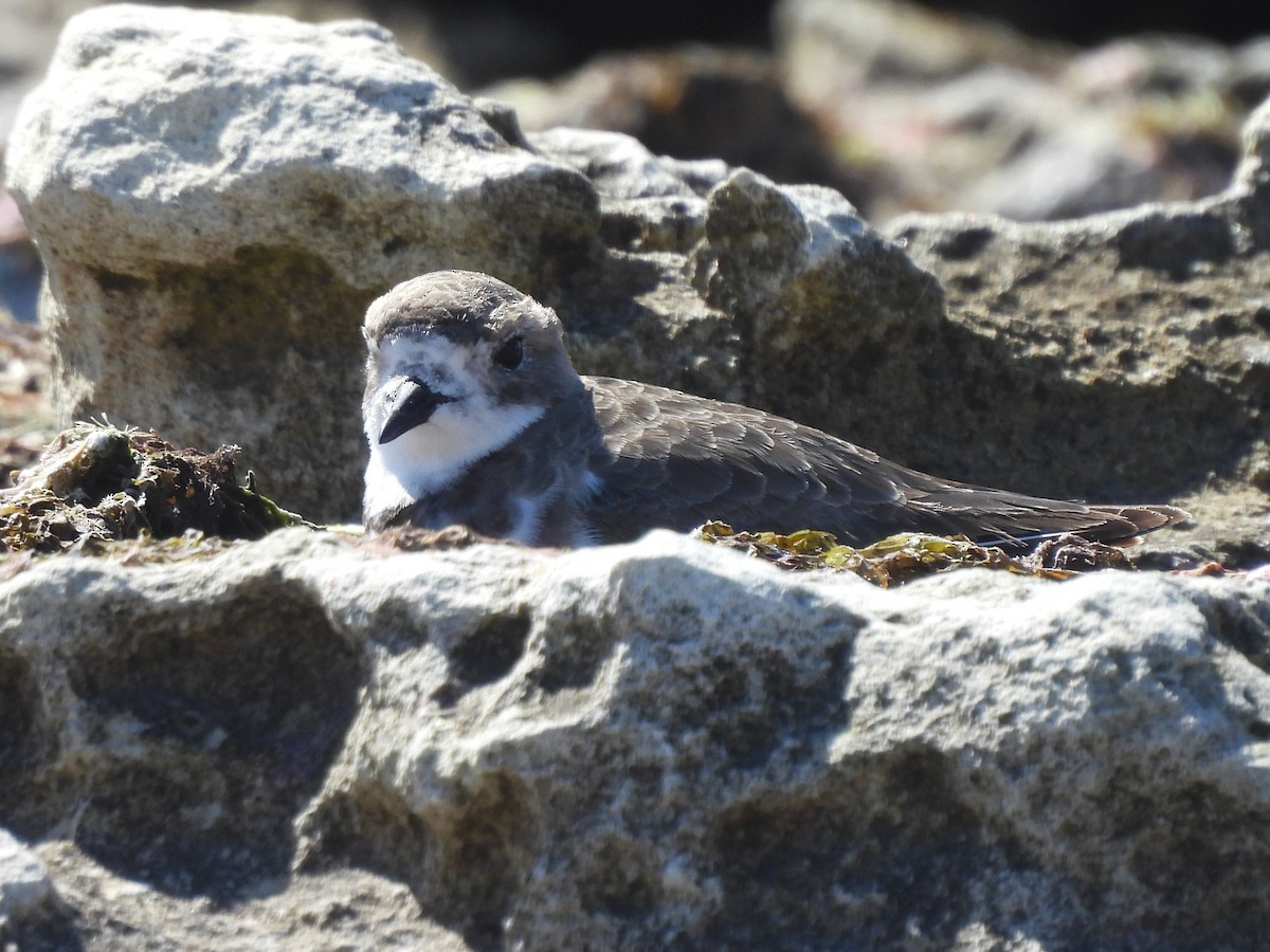 Two-banded Plover - ML617252955