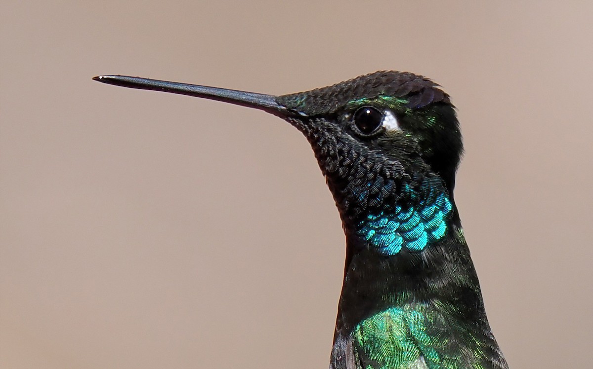 kolibřík skvostný - ML617253047