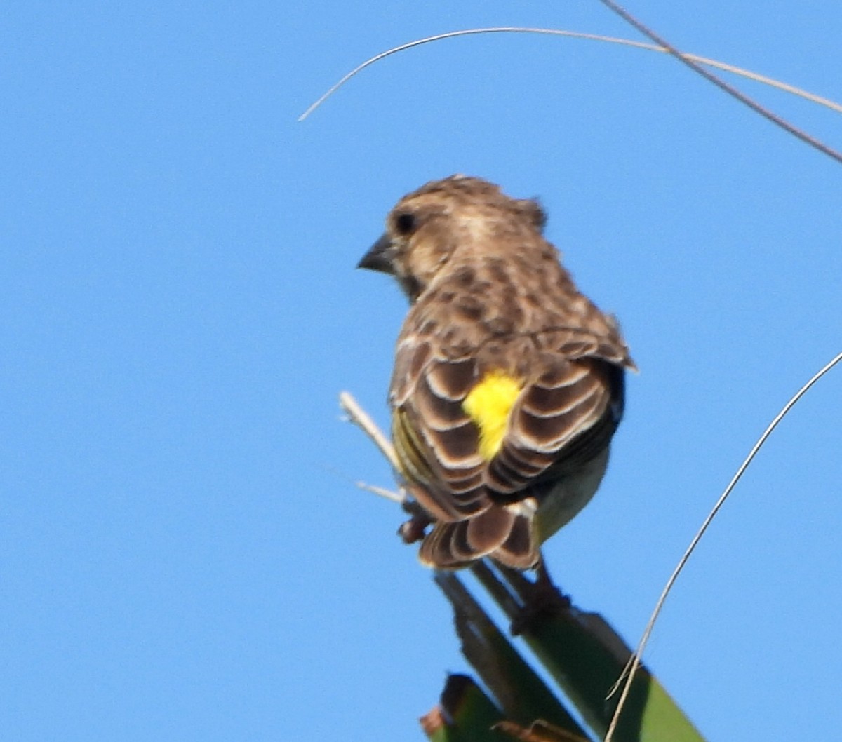 Black-throated Canary - ML617253048
