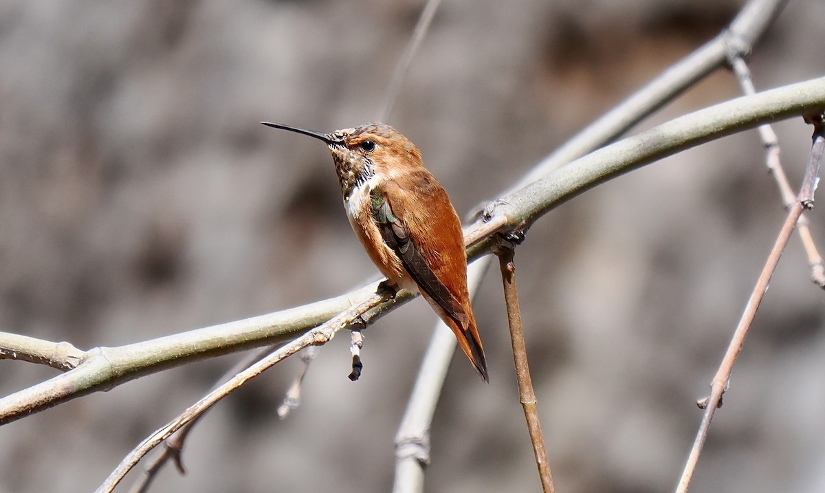 Rufous Hummingbird - Ken Winkler