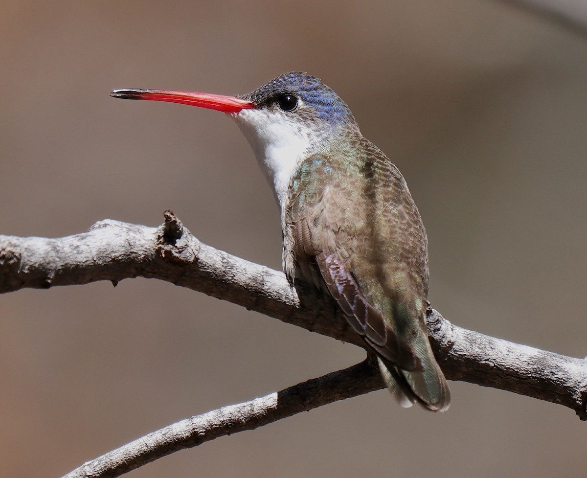kolibřík fialovokorunkatý - ML617253077