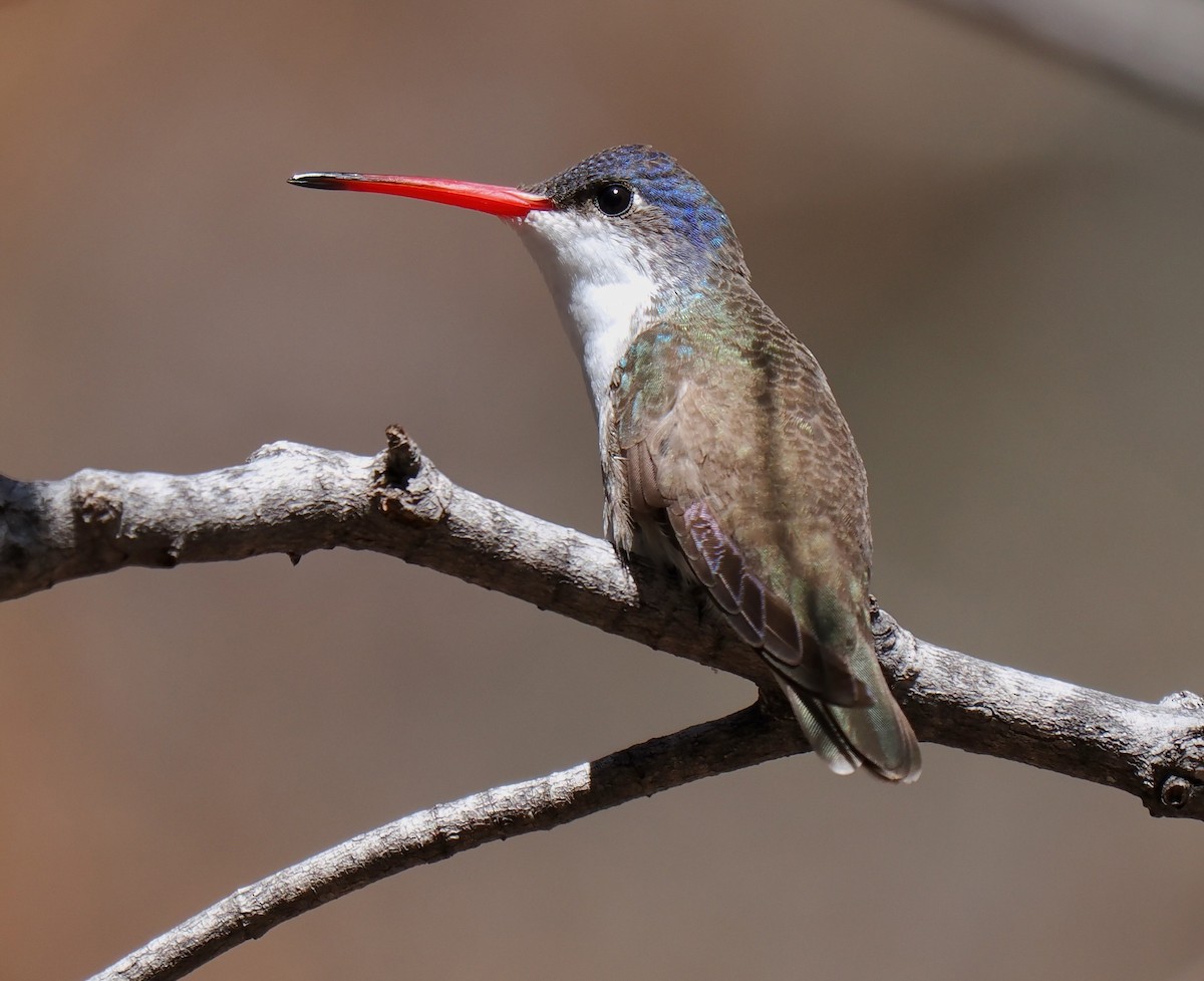 kolibřík fialovokorunkatý - ML617253078