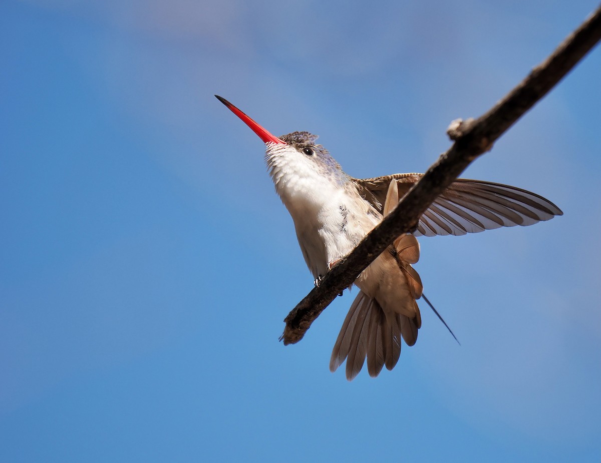 kolibřík fialovokorunkatý - ML617253079