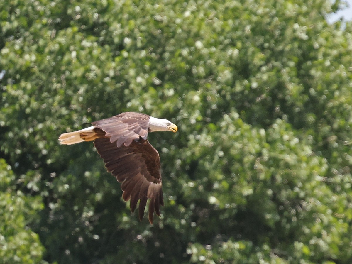 eBird Checklist 11 Apr 2024 Higley and Ocotillo Rds. ponds 36 species