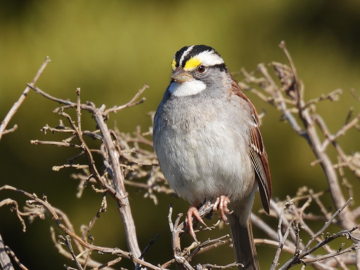 White-throated Sparrow - ML617253166