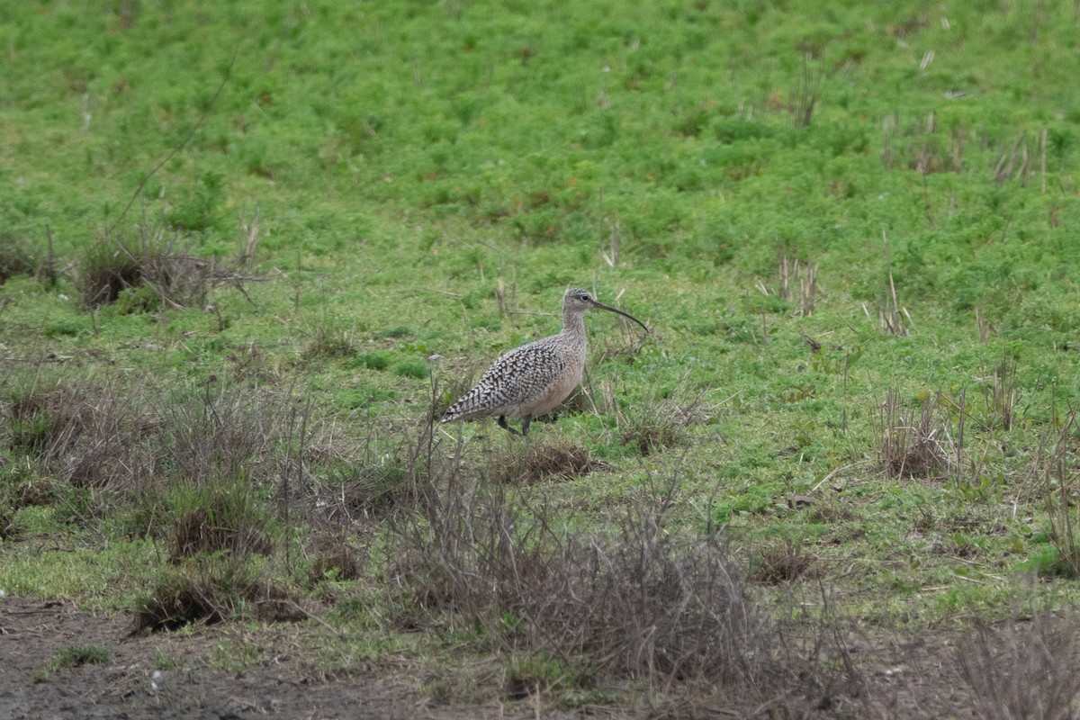 Long-billed Curlew - ML617253188