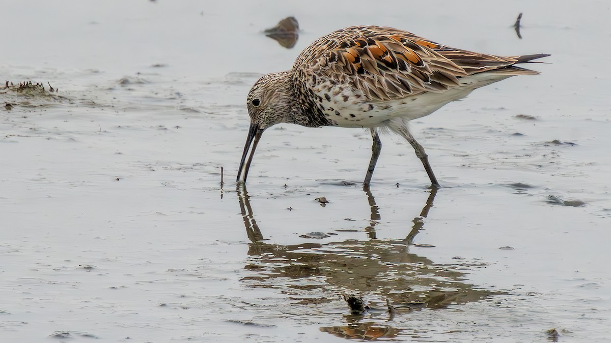 Great Knot - ML617253370