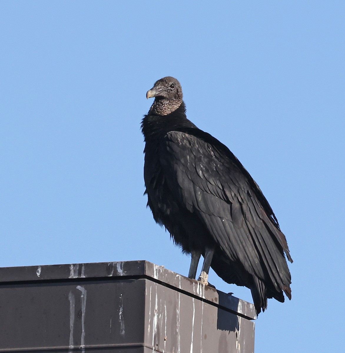 Black Vulture - ML617253498
