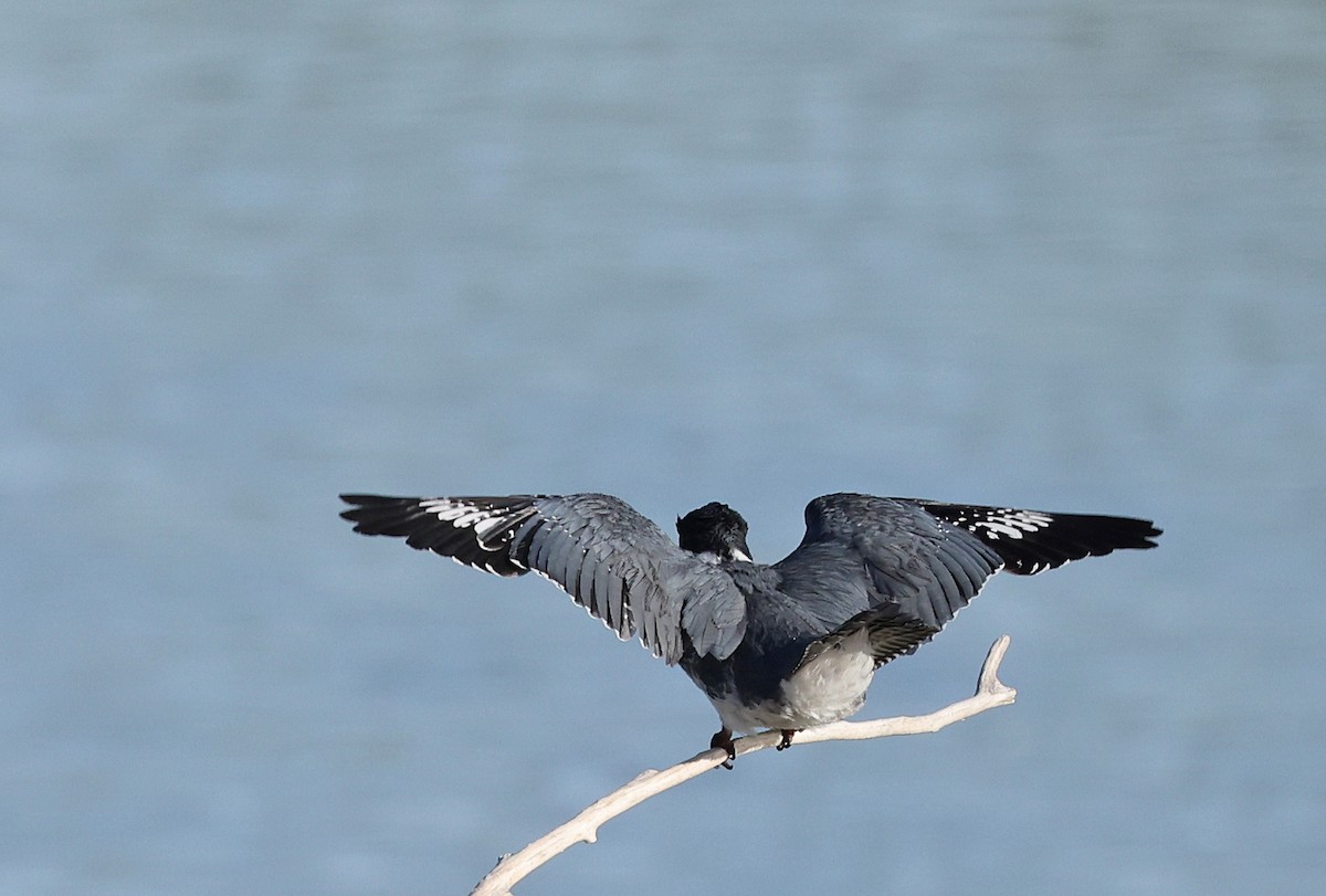Belted Kingfisher - ML617253507