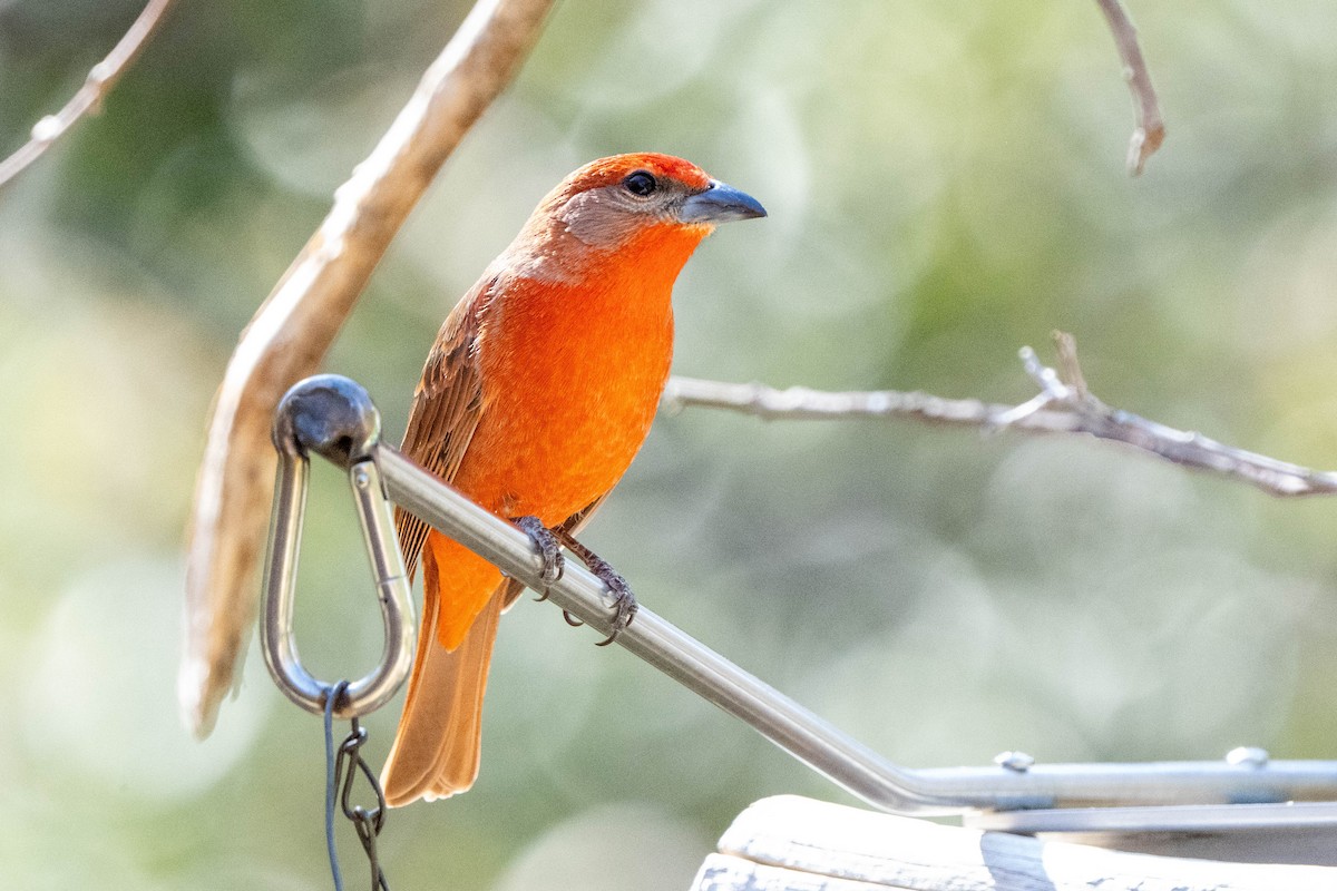 Hepatic Tanager - ML617253726