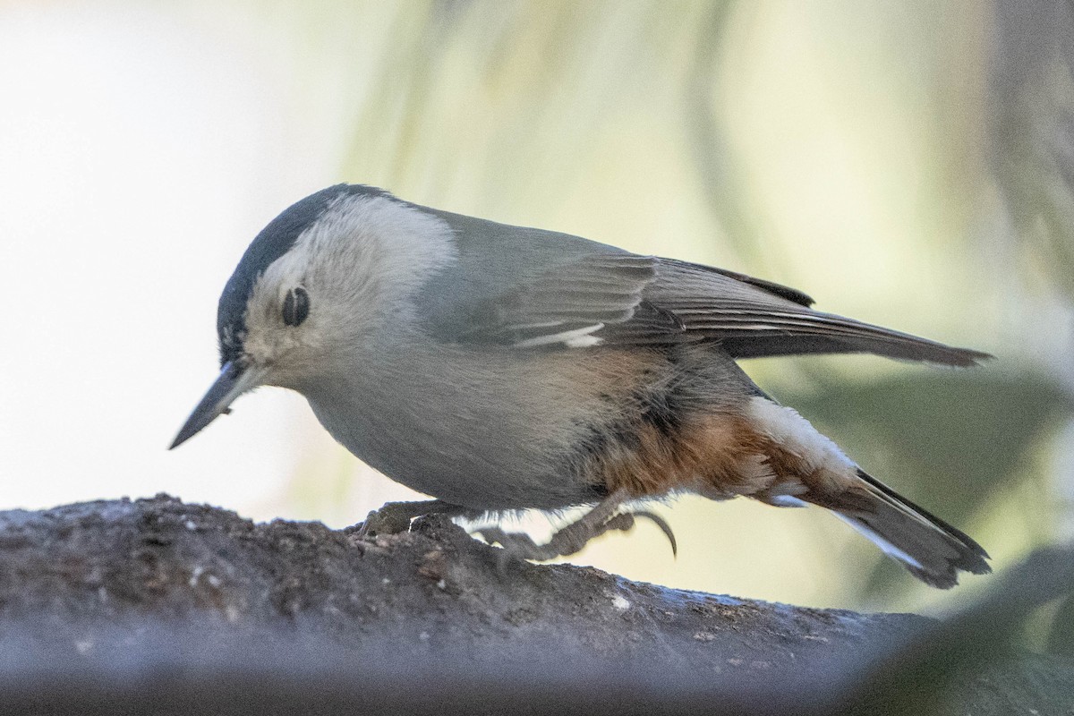 White-breasted Nuthatch - Hanna Zhao