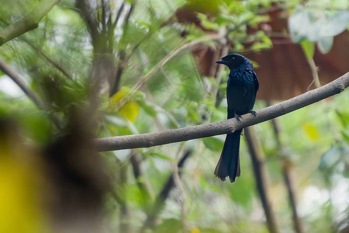 Lesser Racket-tailed Drongo - ML617253866