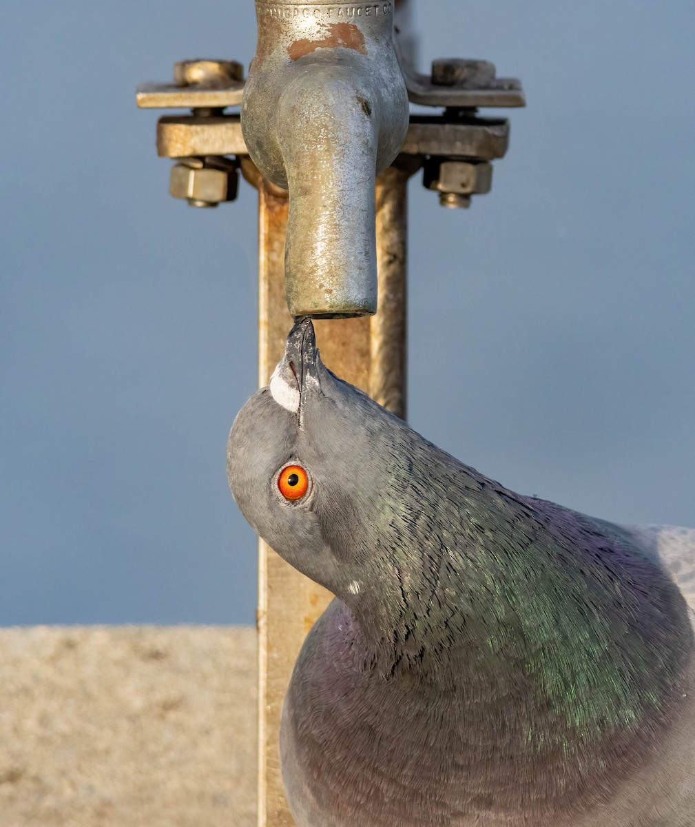 Rock Pigeon (Feral Pigeon) - Christine Jacobs