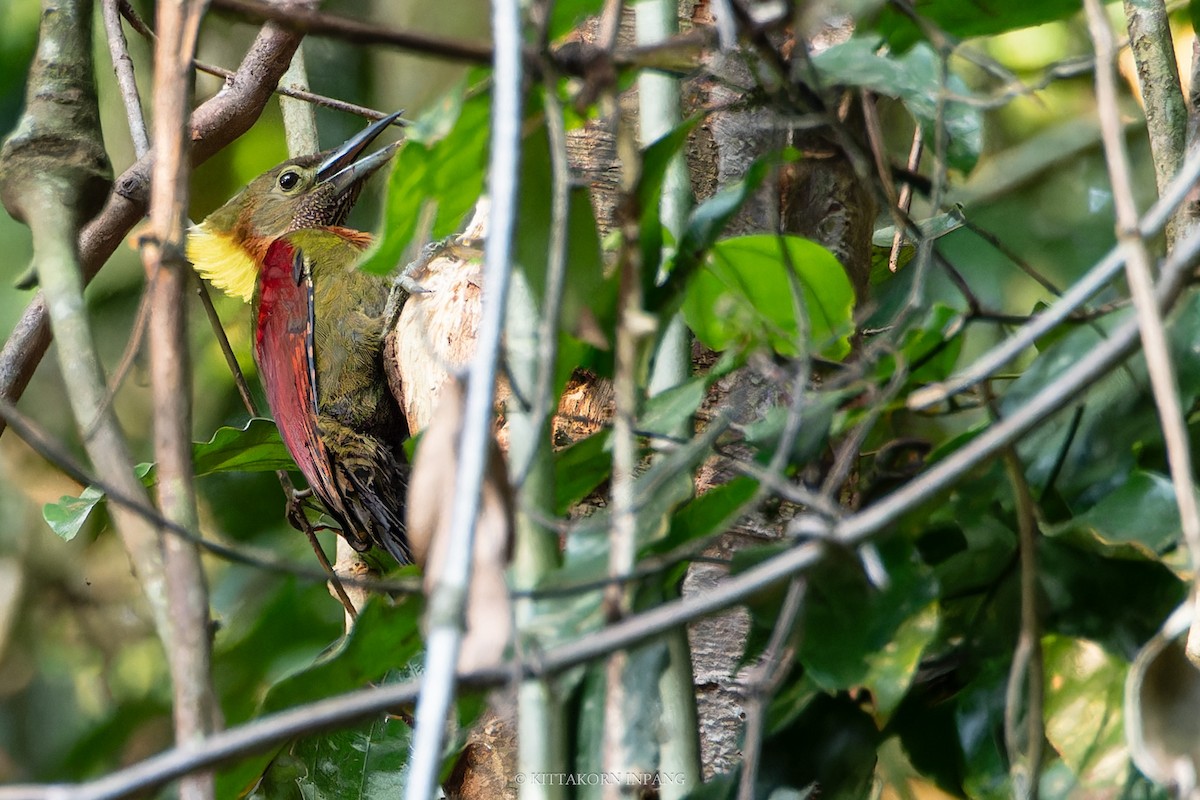 Checker-throated Woodpecker - Kittakorn Inpang