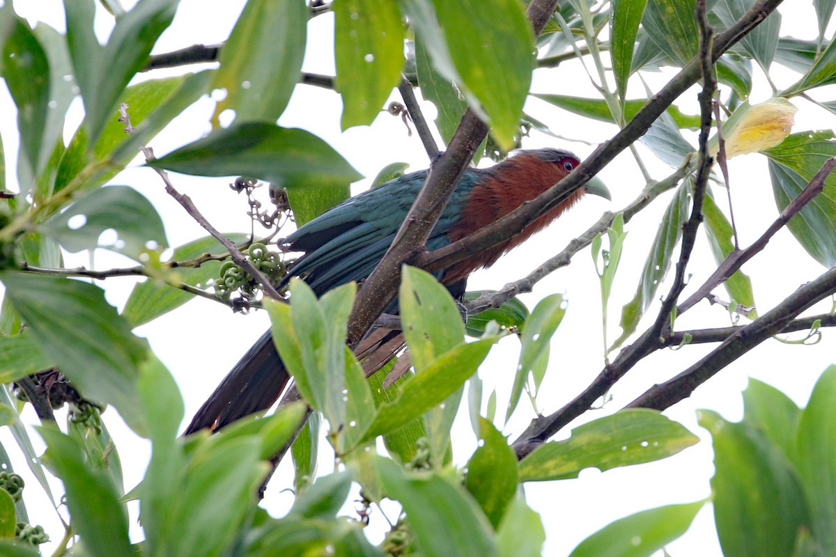 Chestnut-breasted Malkoha (Chestnut-breasted) - Dave Beeke