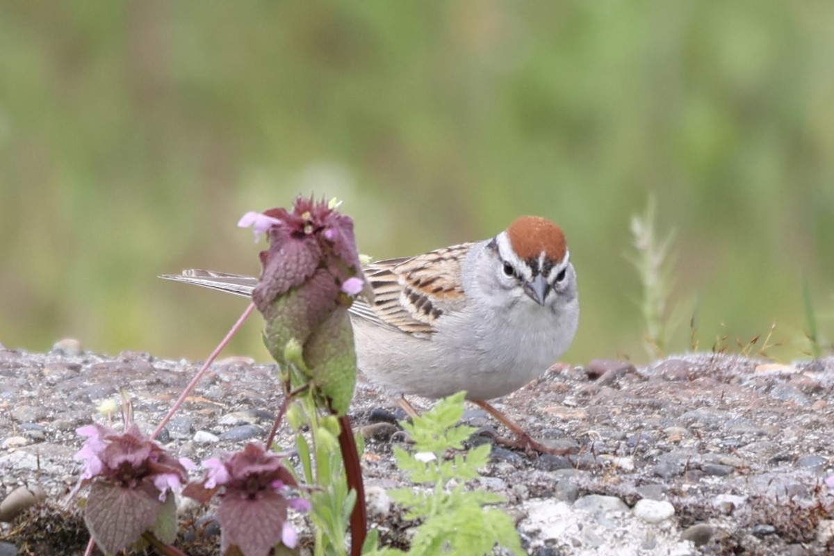 Chipping Sparrow - ML617254129