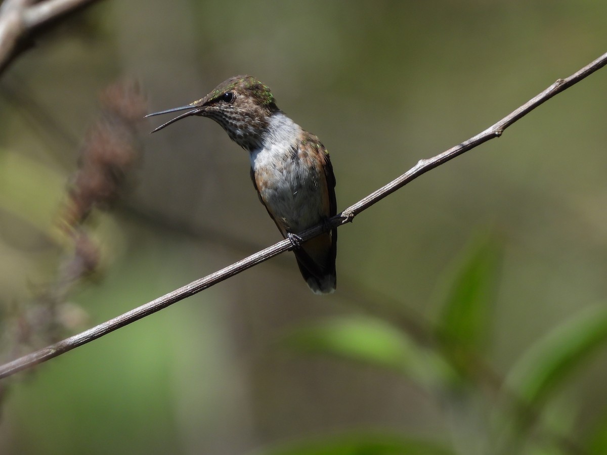 Bumblebee Hummingbird - Osvaldo Balderas San Miguel