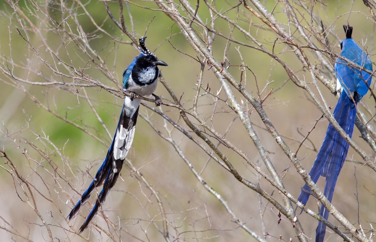 Black-throated Magpie-Jay - ML617254289