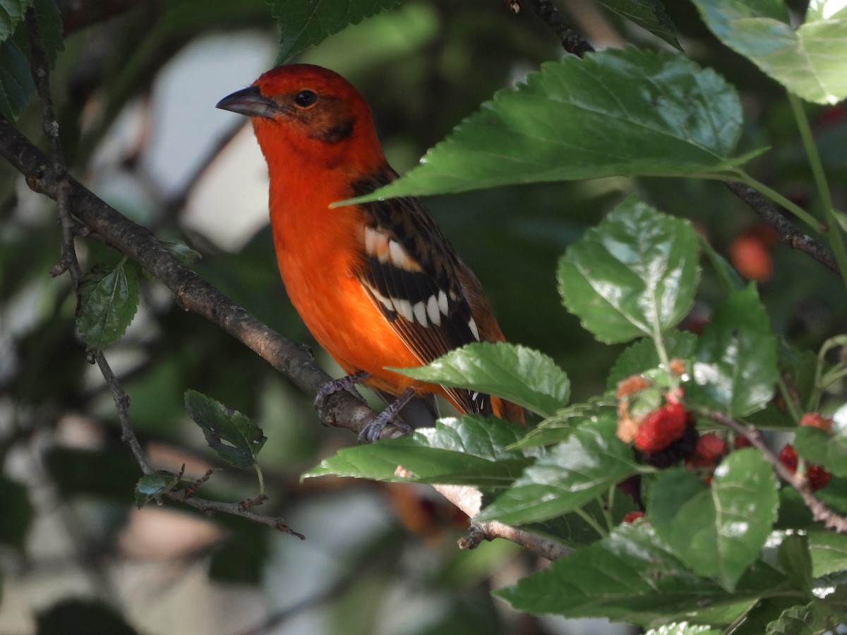 Flame-colored Tanager - ML617254290