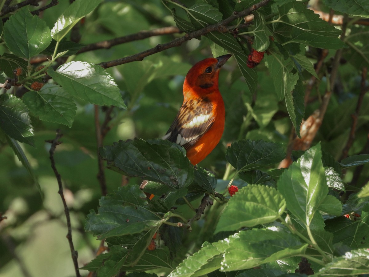 Flame-colored Tanager - ML617254292