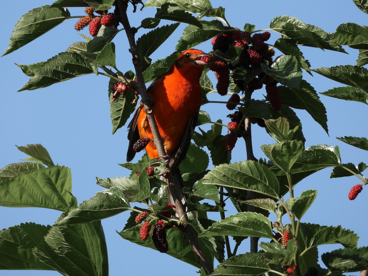 Flame-colored Tanager - ML617254293
