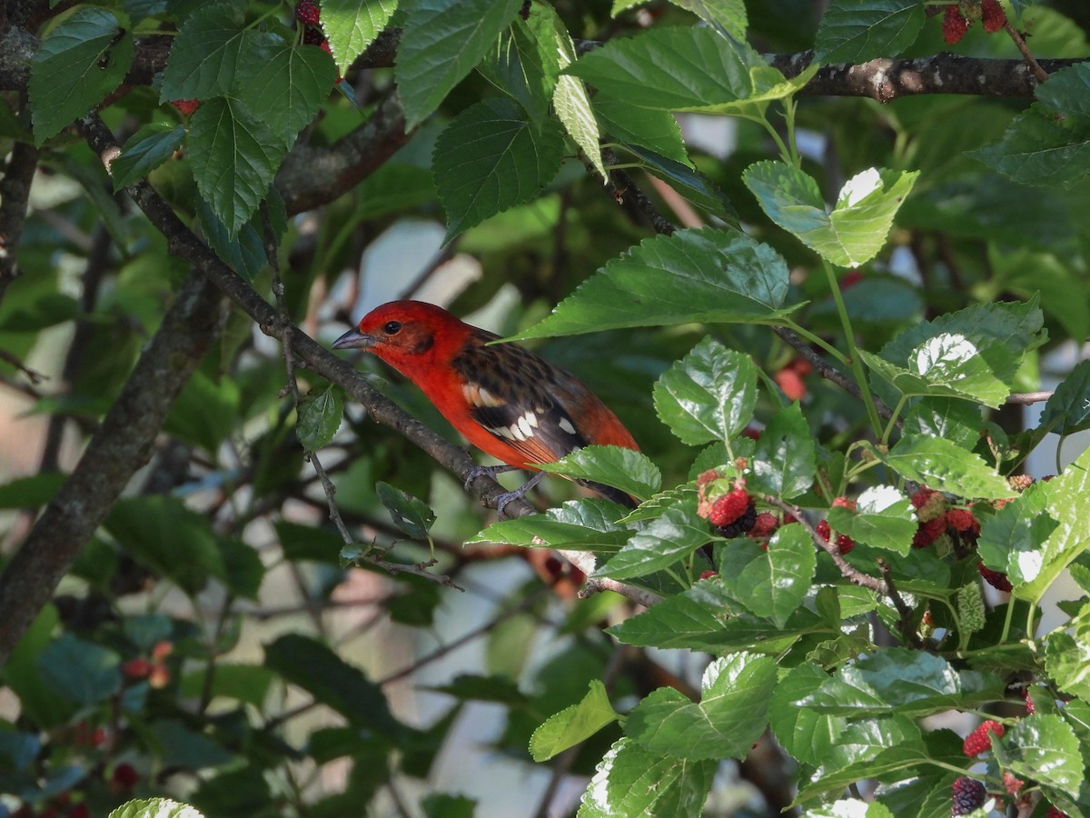Flame-colored Tanager - ML617254294