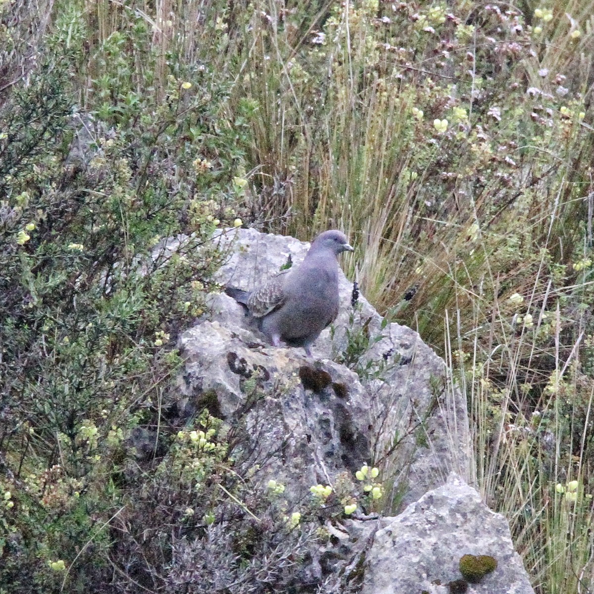 Spot-winged Pigeon - ML617254303