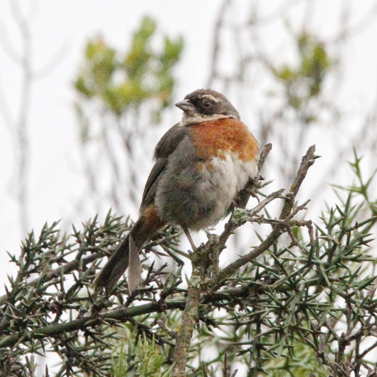 Chestnut-breasted Mountain Finch - ML617254331