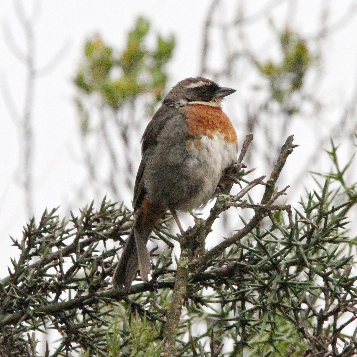 Chestnut-breasted Mountain Finch - ML617254334