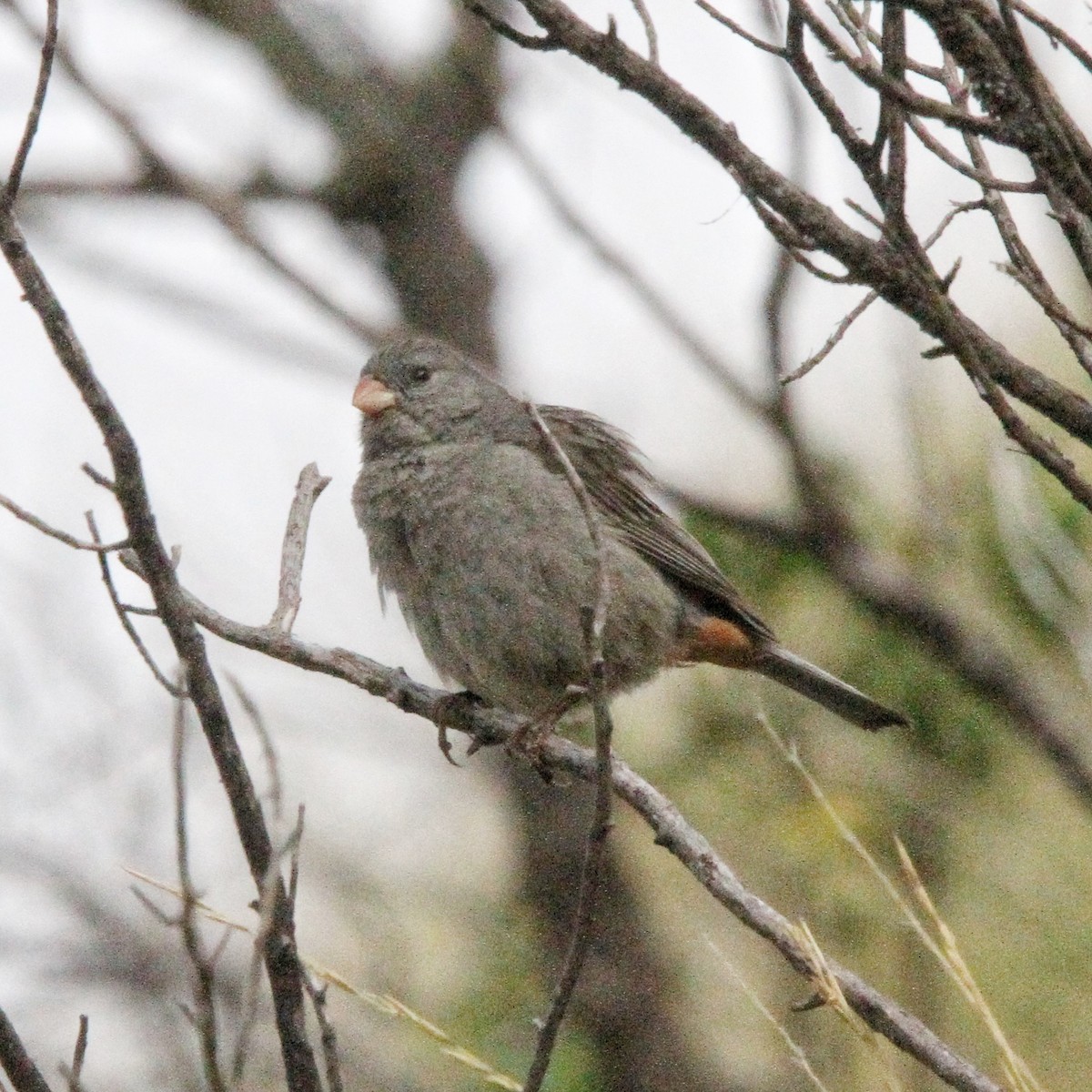 Plain-colored Seedeater - ML617254343