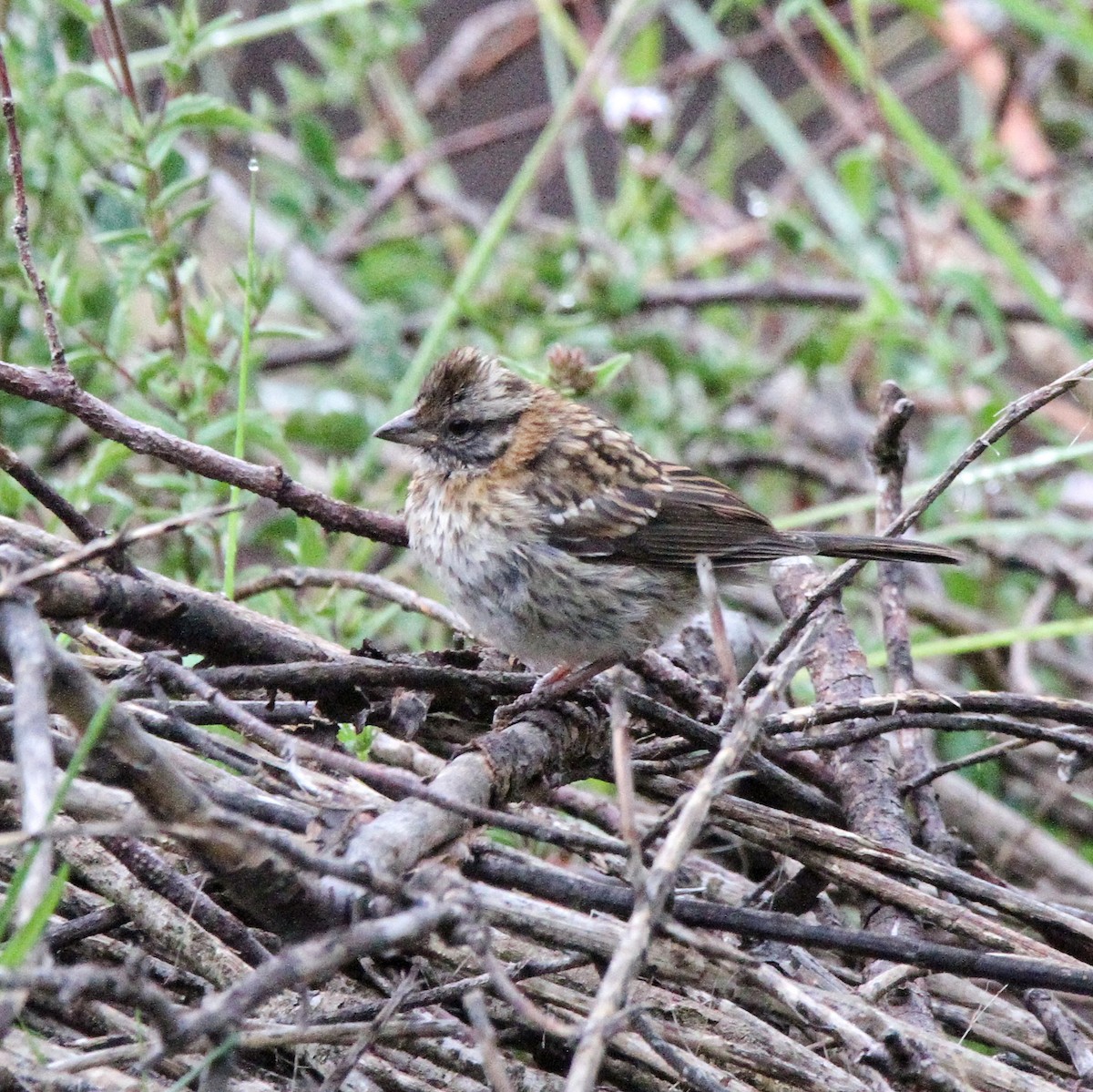 Rufous-collared Sparrow - ML617254367