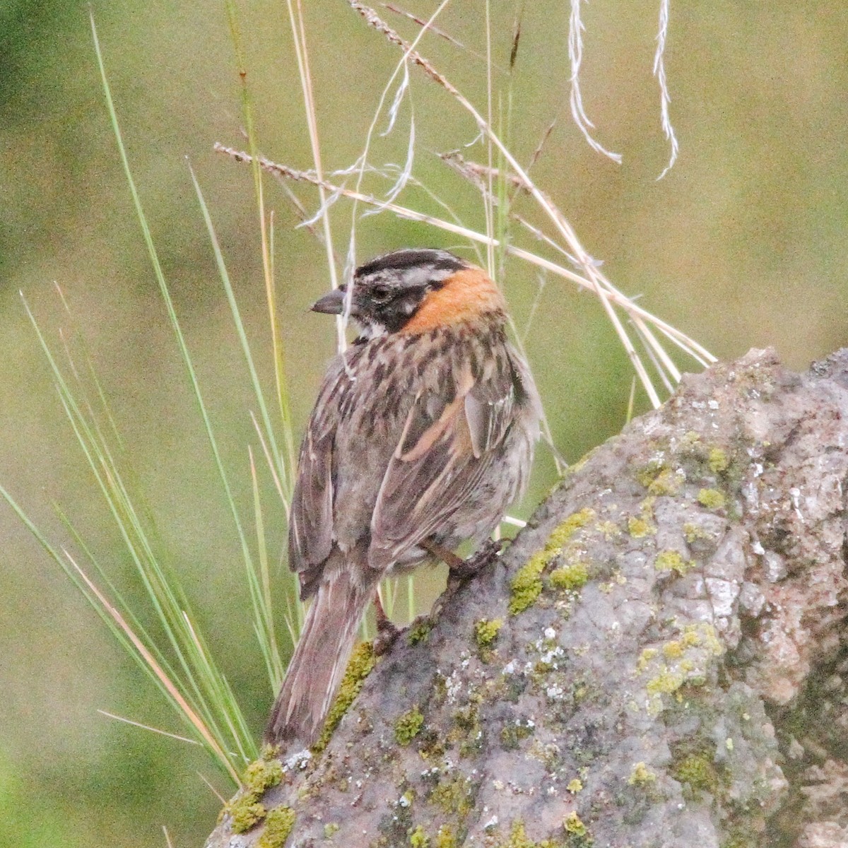 Rufous-collared Sparrow - ML617254368