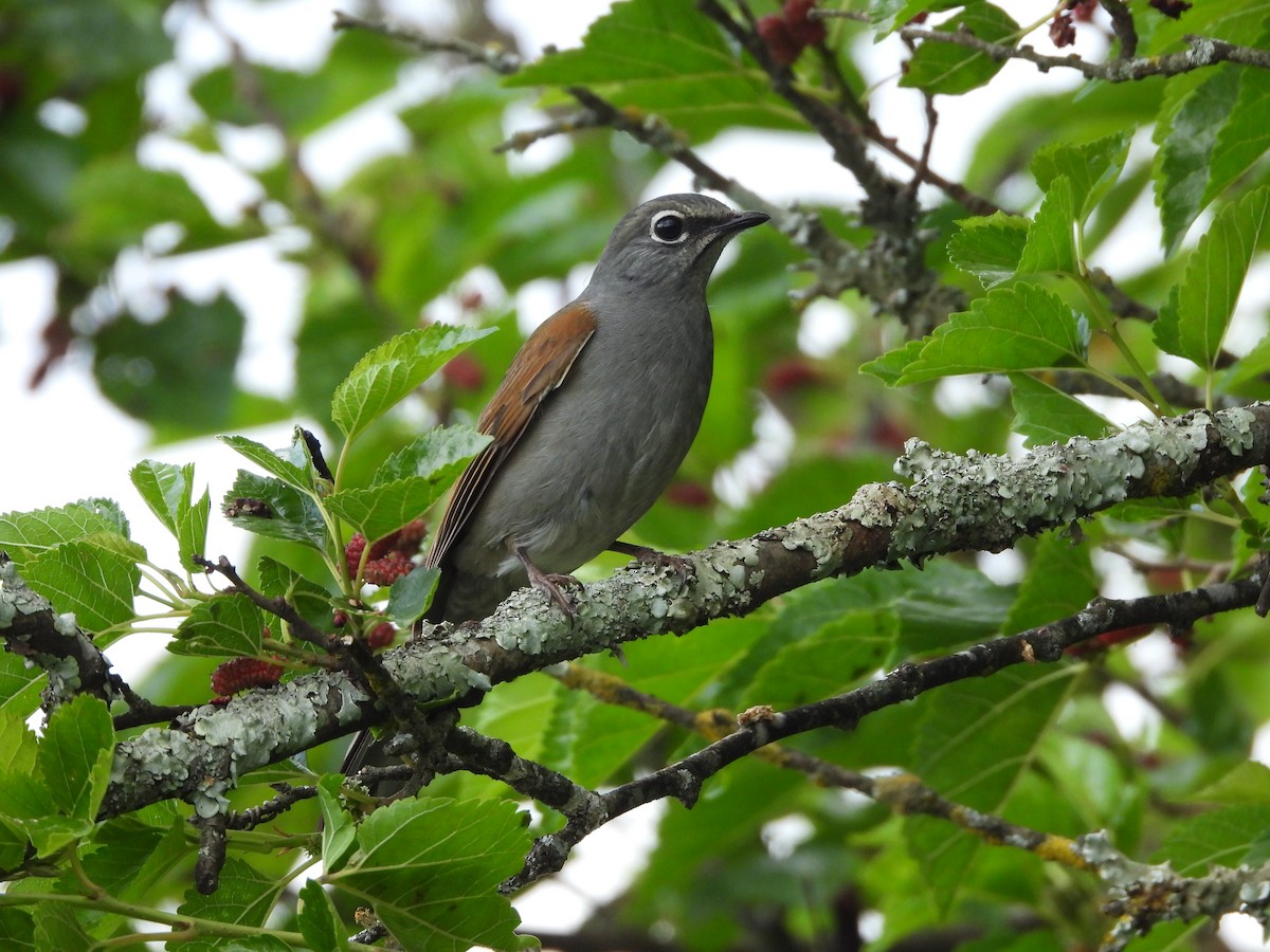 Brown-backed Solitaire - ML617254409
