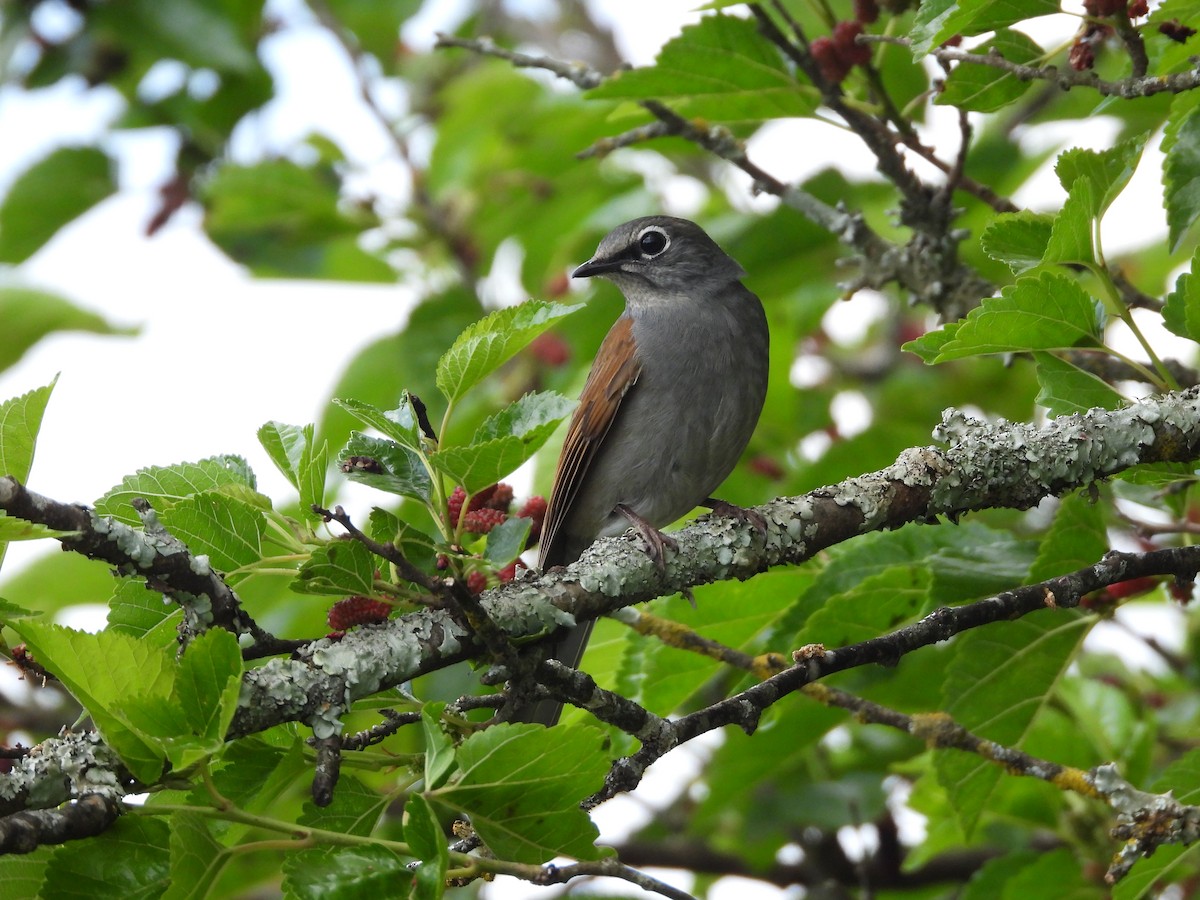 Brown-backed Solitaire - ML617254410