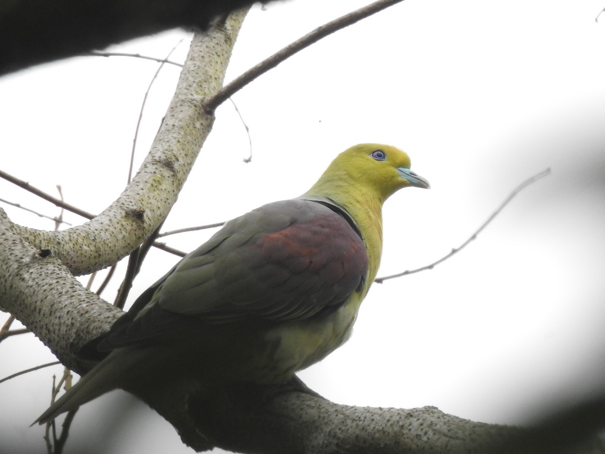 White-bellied Green-Pigeon - ML617254487