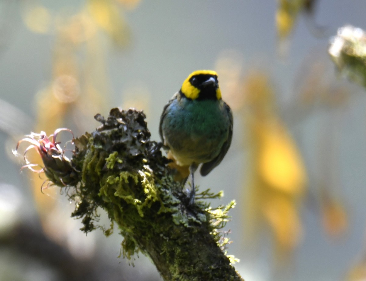 Saffron-crowned Tanager - ML617254509