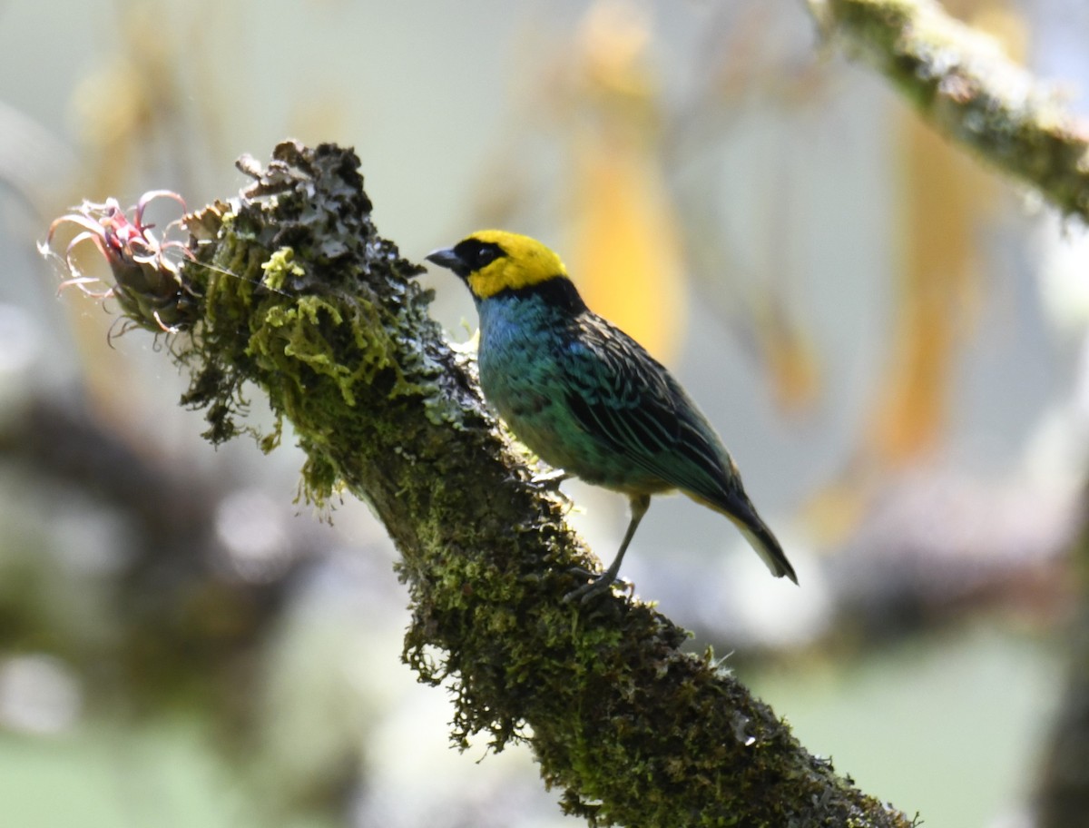 Saffron-crowned Tanager - ML617254511