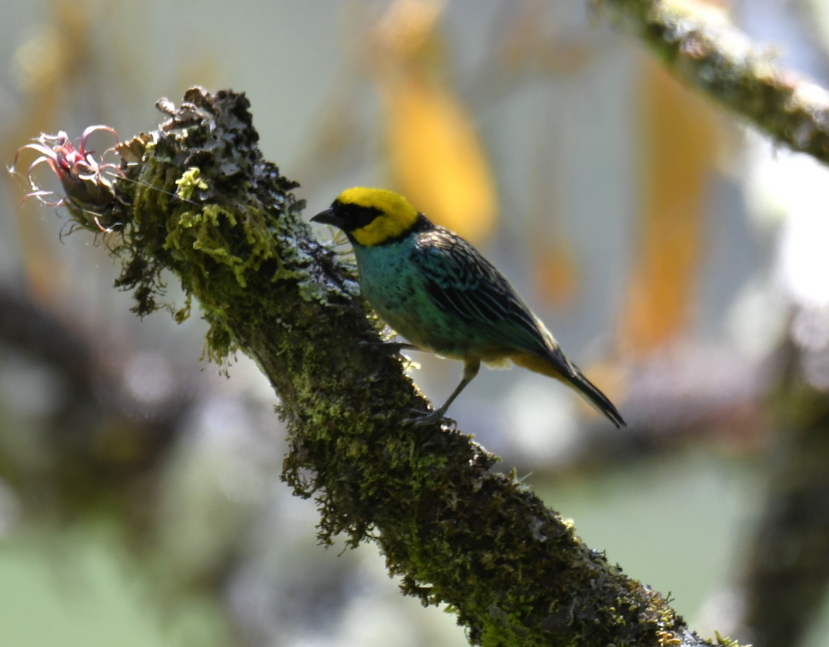 Saffron-crowned Tanager - ML617254512