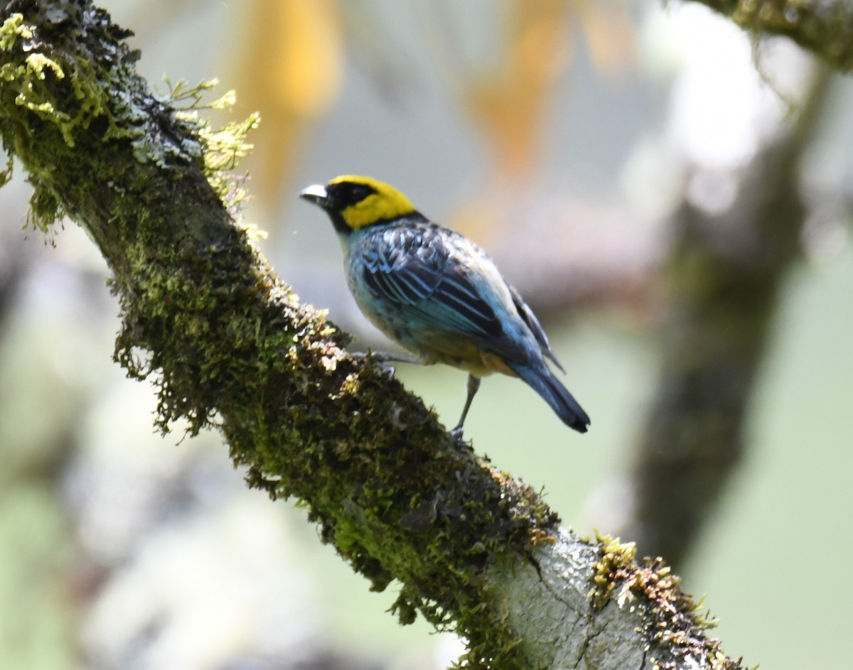 Saffron-crowned Tanager - ML617254513