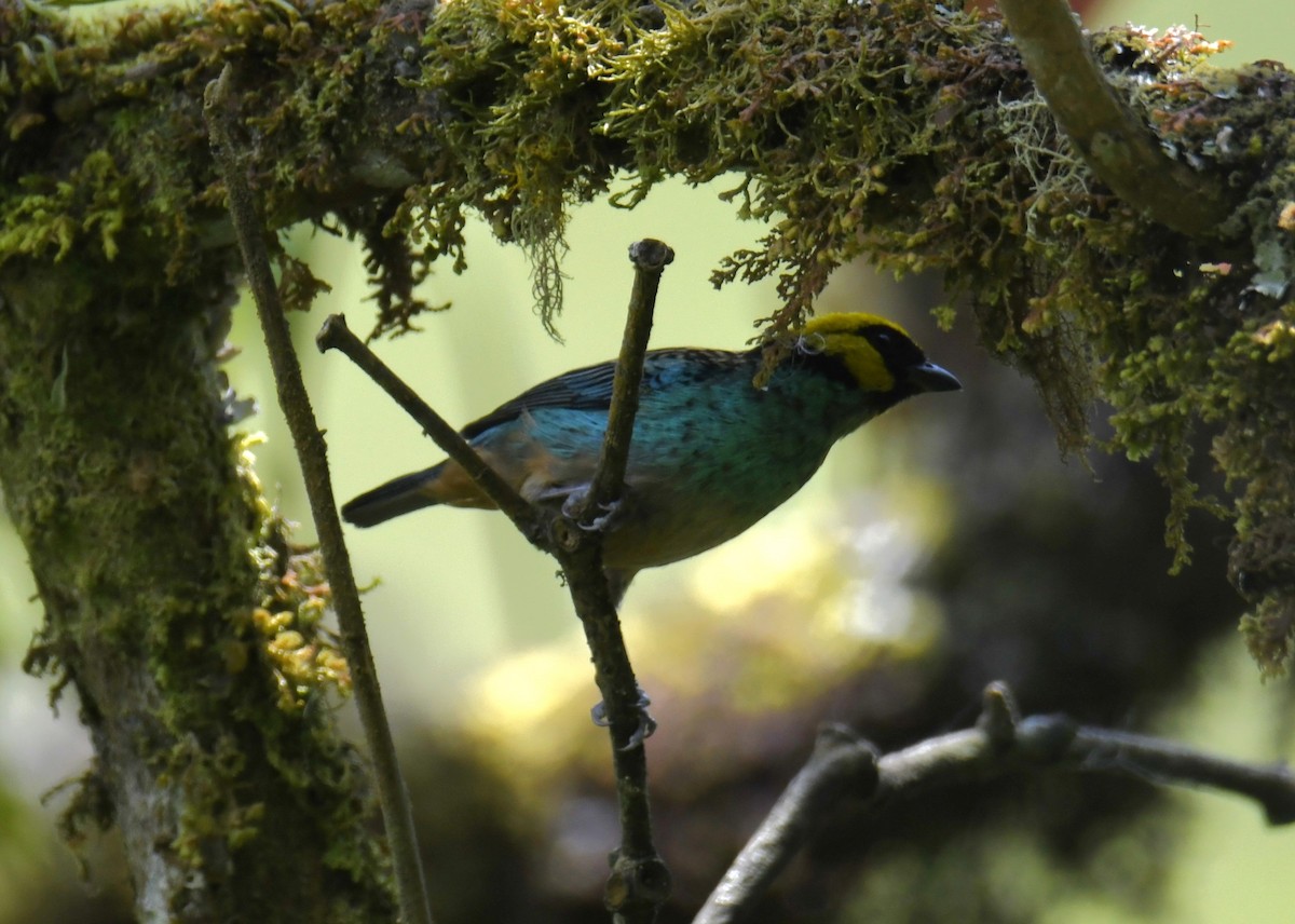 Saffron-crowned Tanager - ML617254523