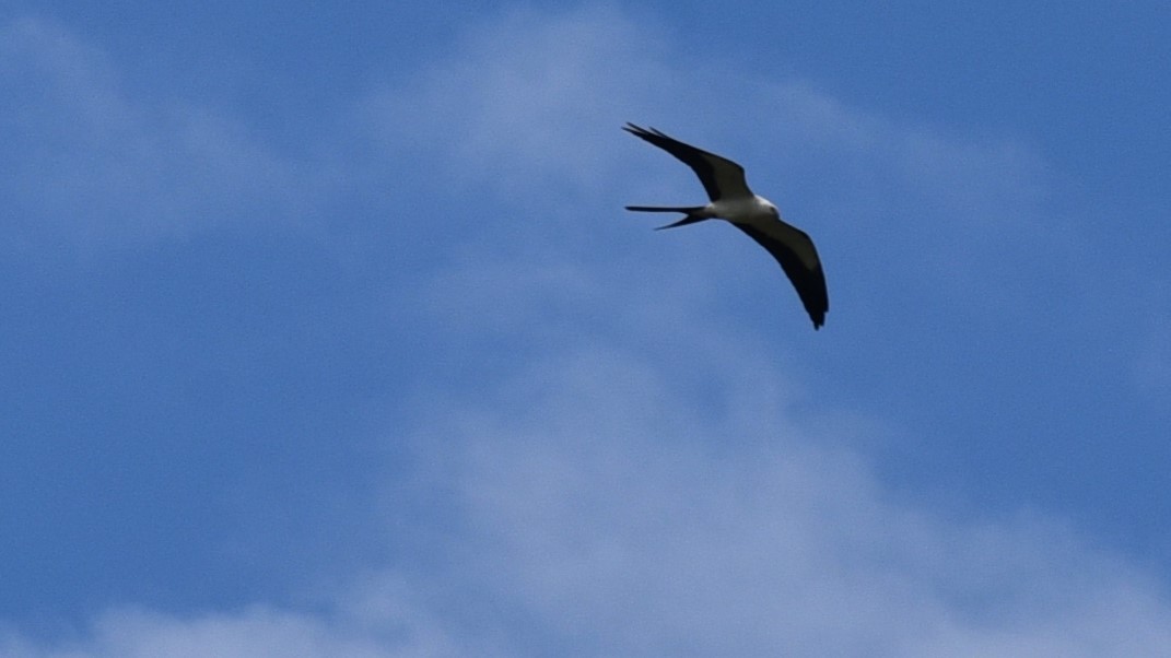 Ebird Checklist - 22 Feb 2024 - Everglades Np--anhinga Trail - 2 Species