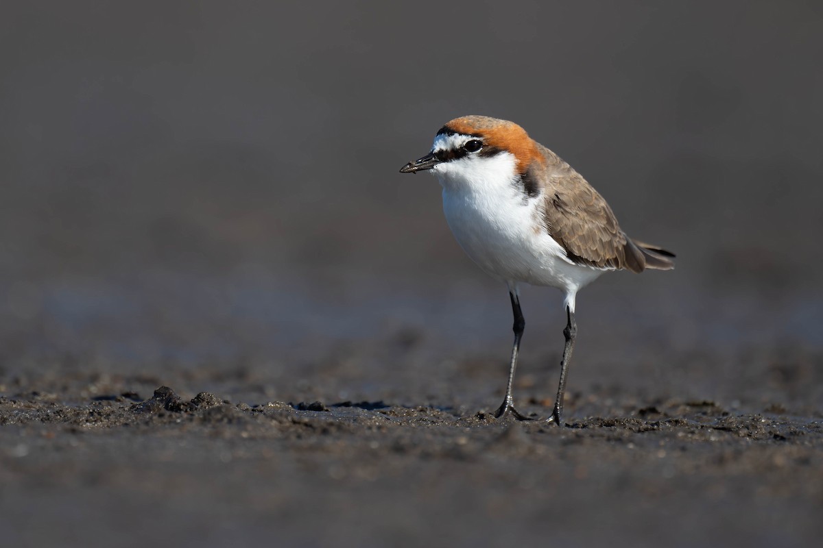 Red-capped Plover - ML617254707