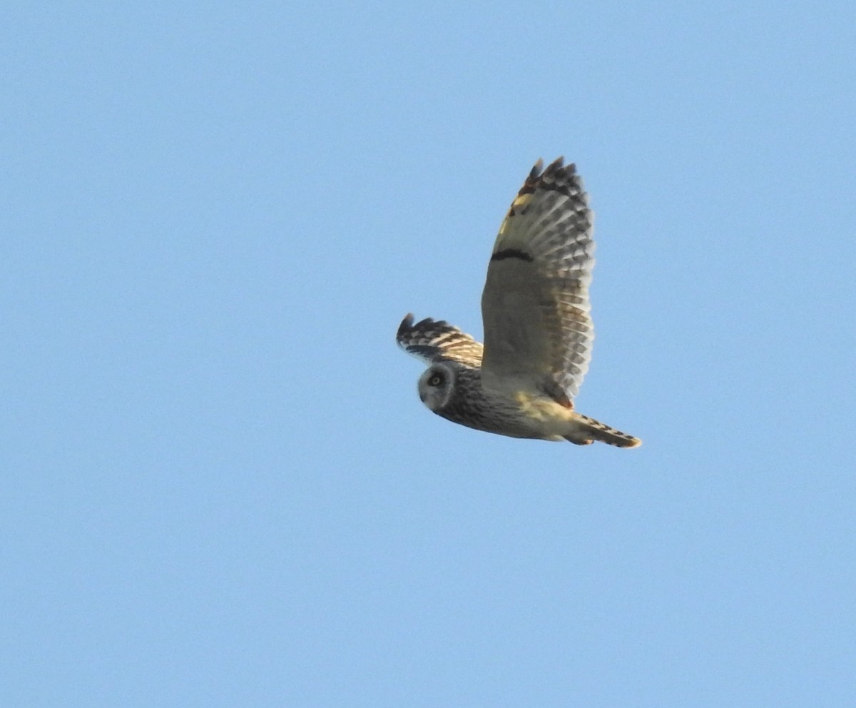 Short-eared Owl - ML617254736
