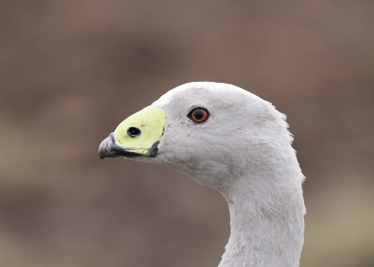 Cape Barren Goose - Martin Allen