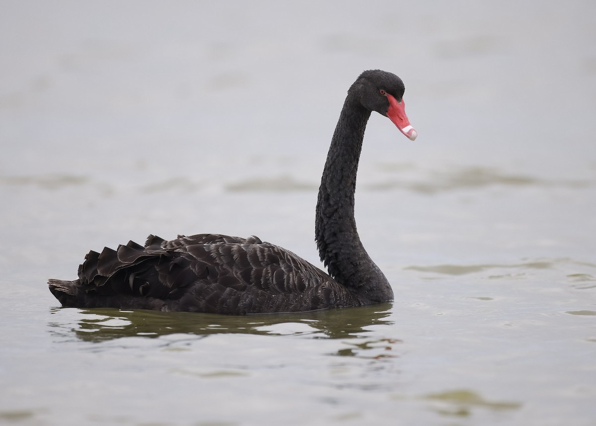 Black Swan - ML617254905