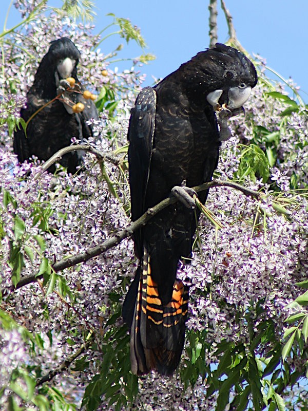 Red-tailed Black-Cockatoo - ML617254923