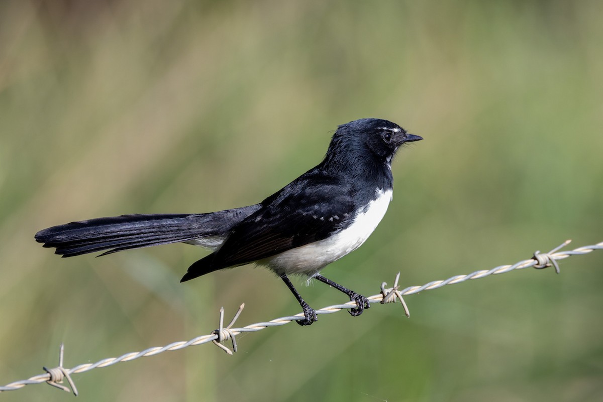 Willie-wagtail - ML617254999