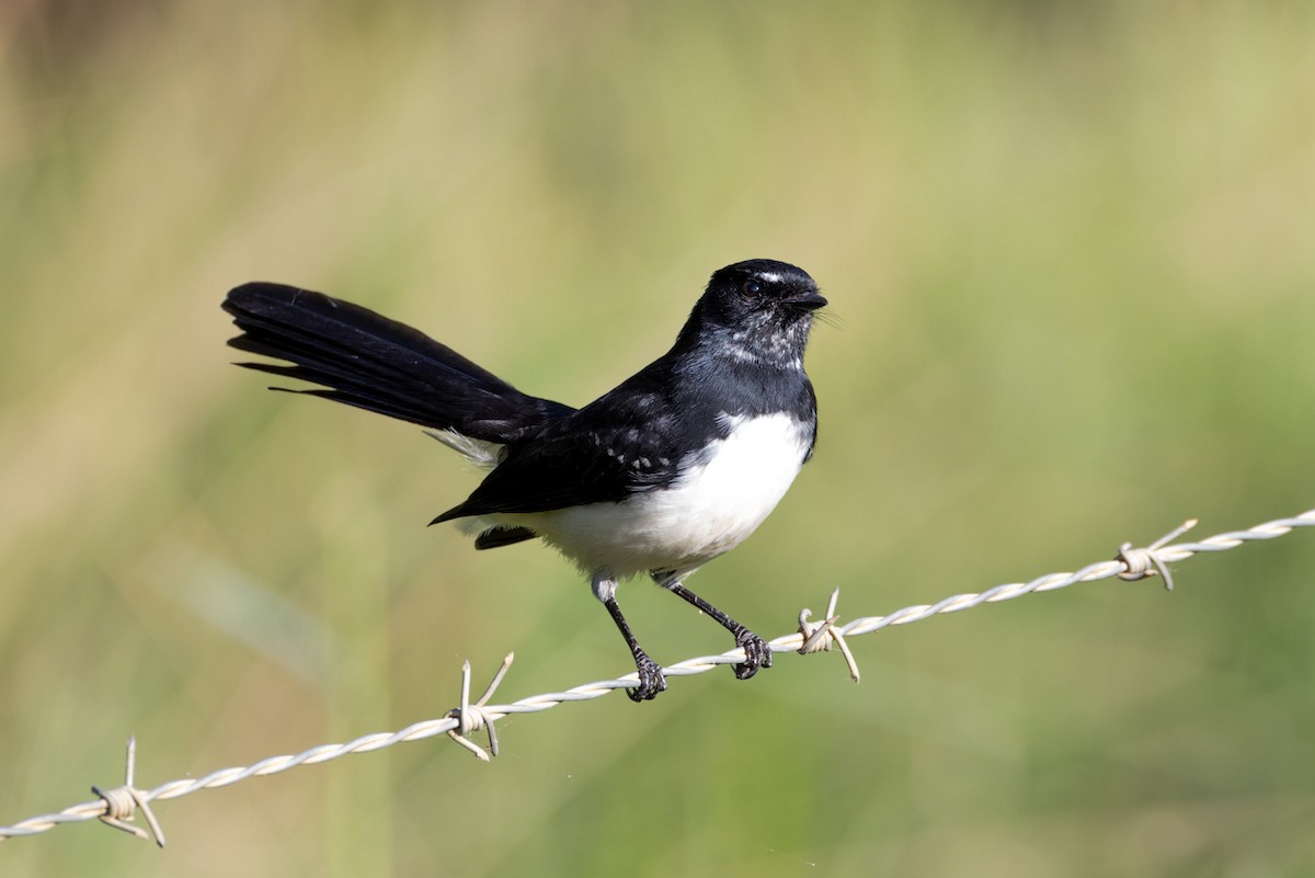 Willie-wagtail - ML617255011
