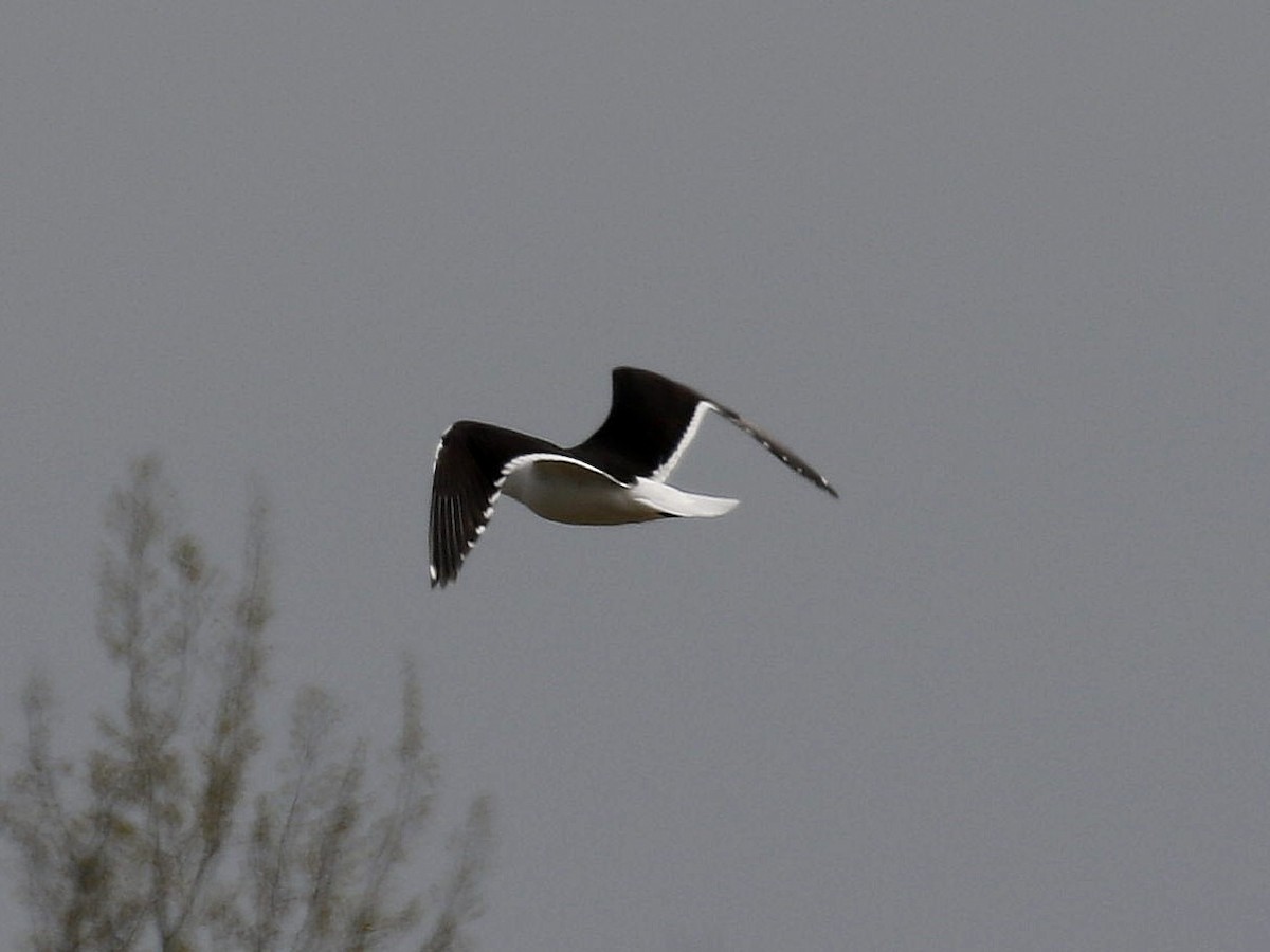 Lesser Black-backed Gull (fuscus) - ML617255090